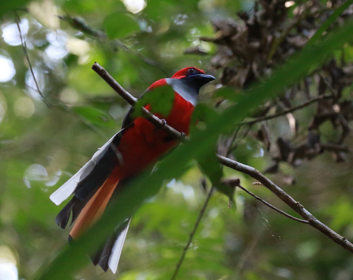 Trogon de Whitehead - ML620297146