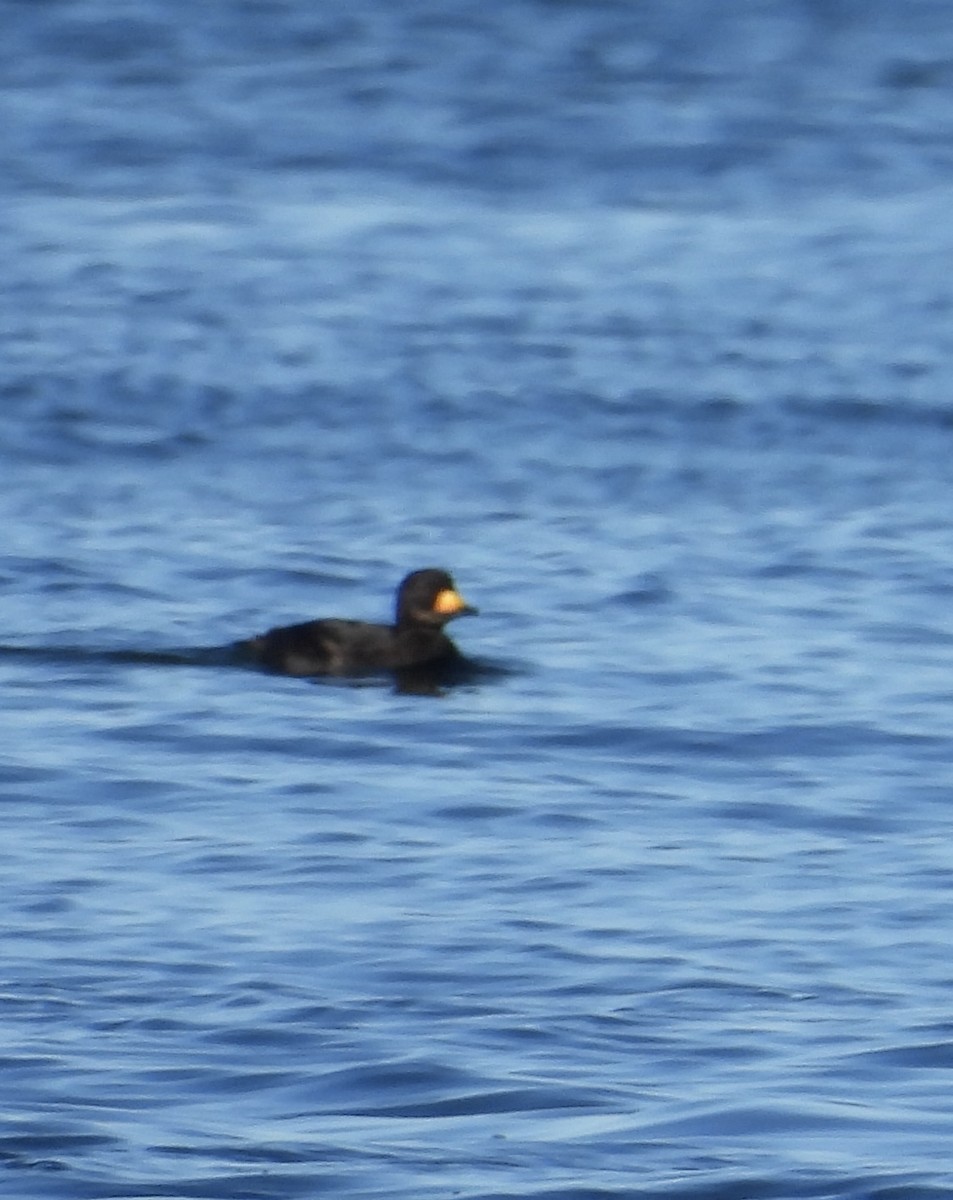 Black Scoter - ML620297147