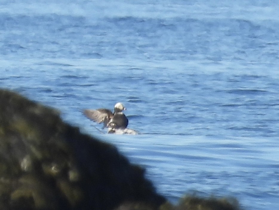 Long-tailed Duck - ML620297149