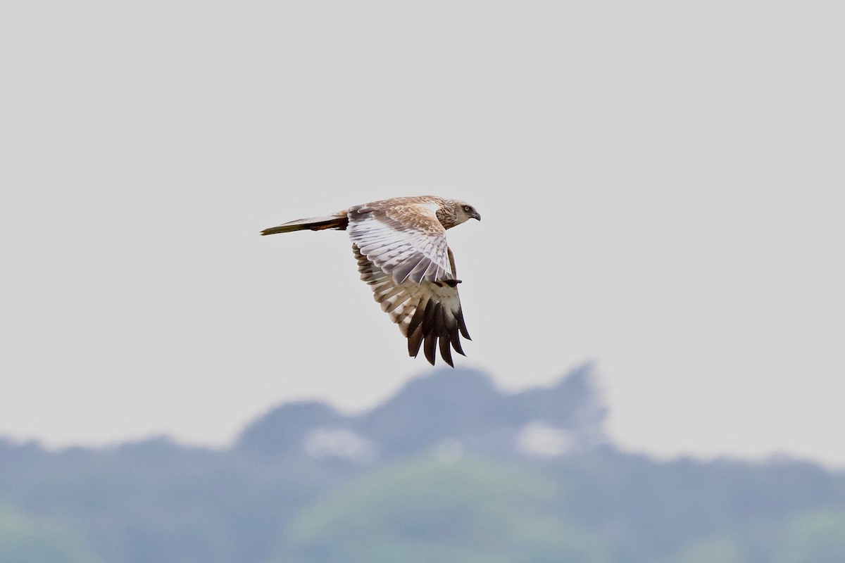 Western Marsh Harrier - ML620297152