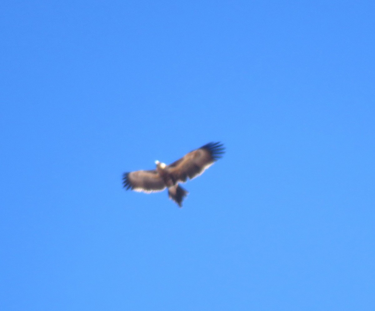 Wedge-tailed Eagle - ML620297157