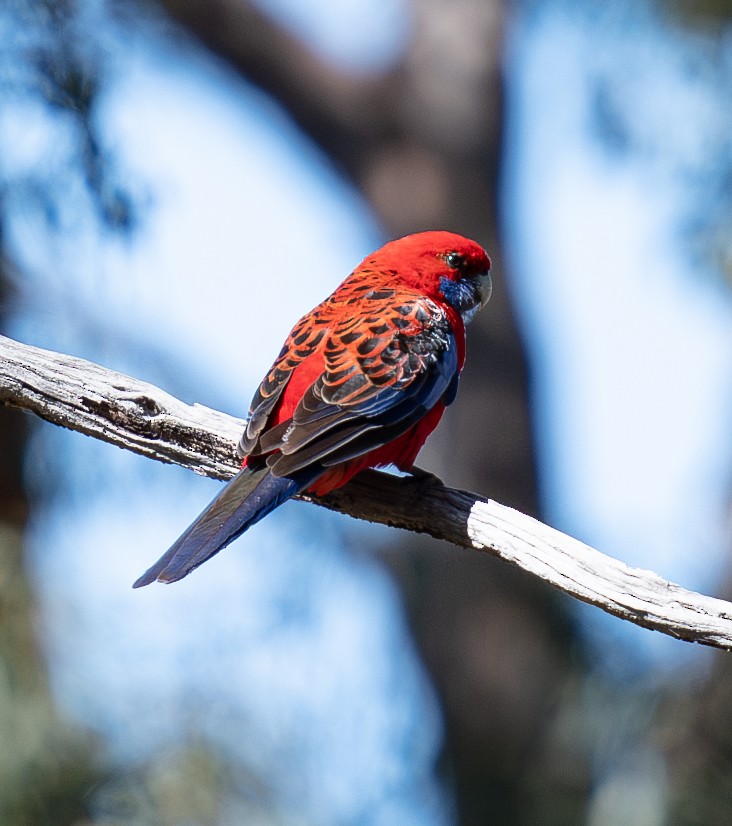 Crimson Rosella - ML620297158