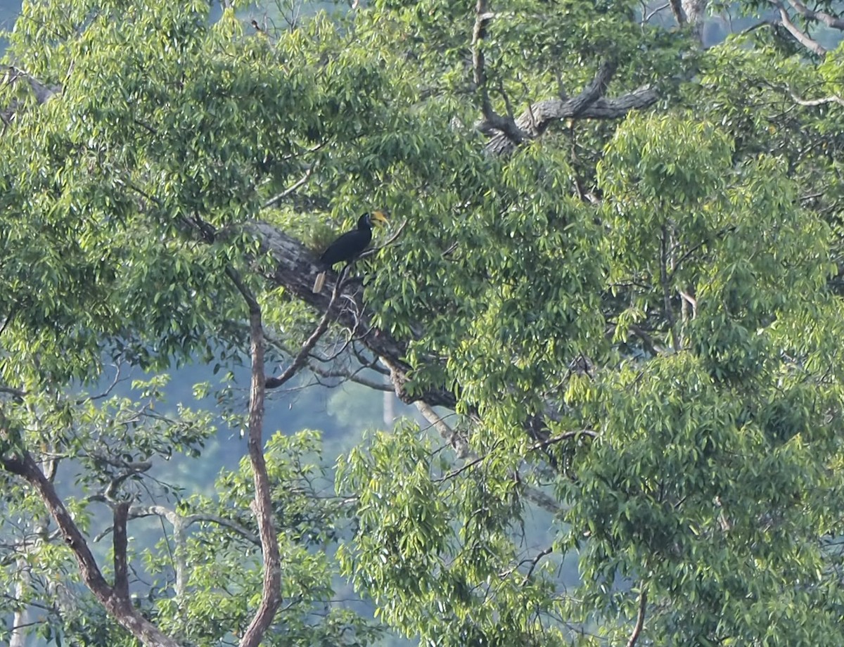 Wrinkled Hornbill - ML620297162