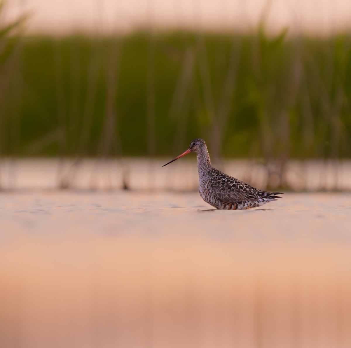 Hudsonian Godwit - ML620297168