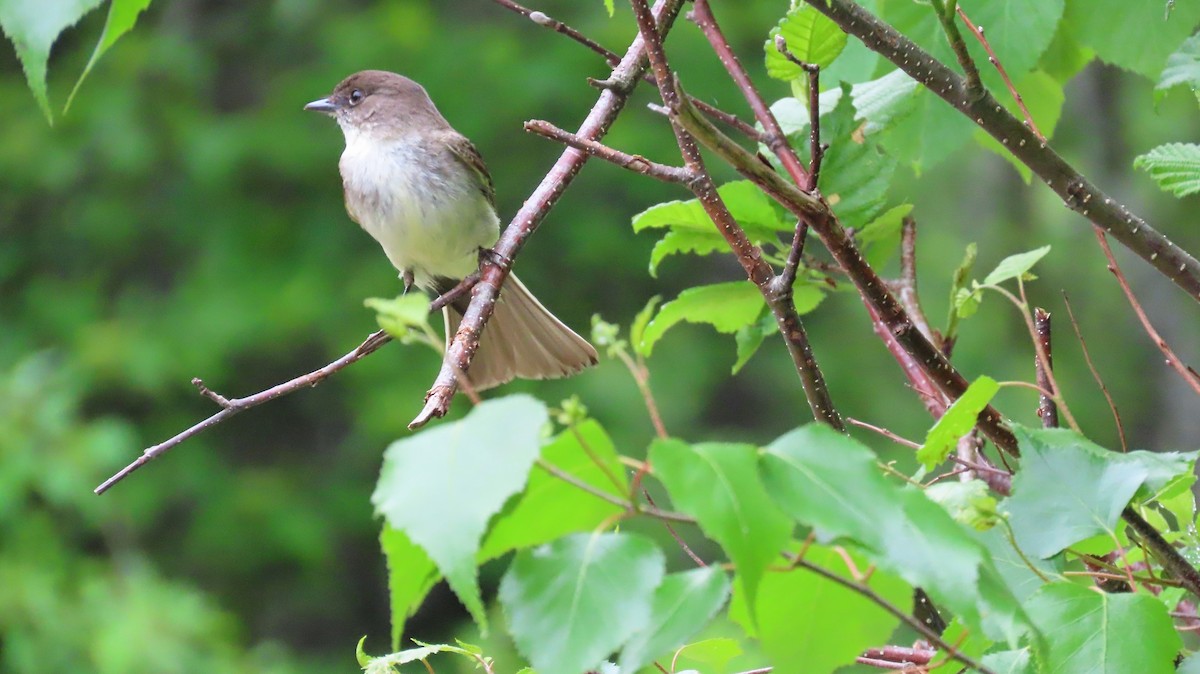 Eastern Phoebe - ML620297170