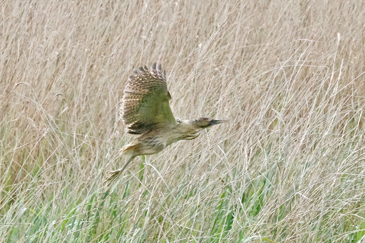 Great Bittern - ML620297172