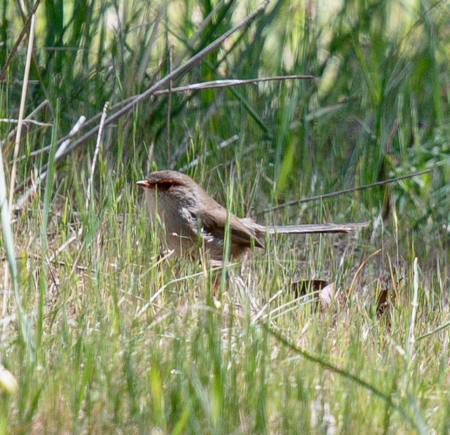 Superb Fairywren - ML620297174