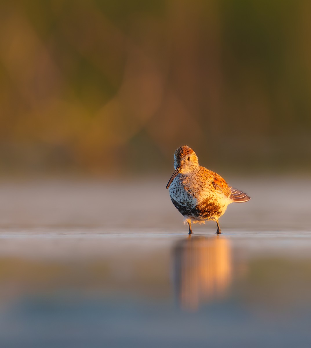 Dunlin - ML620297181