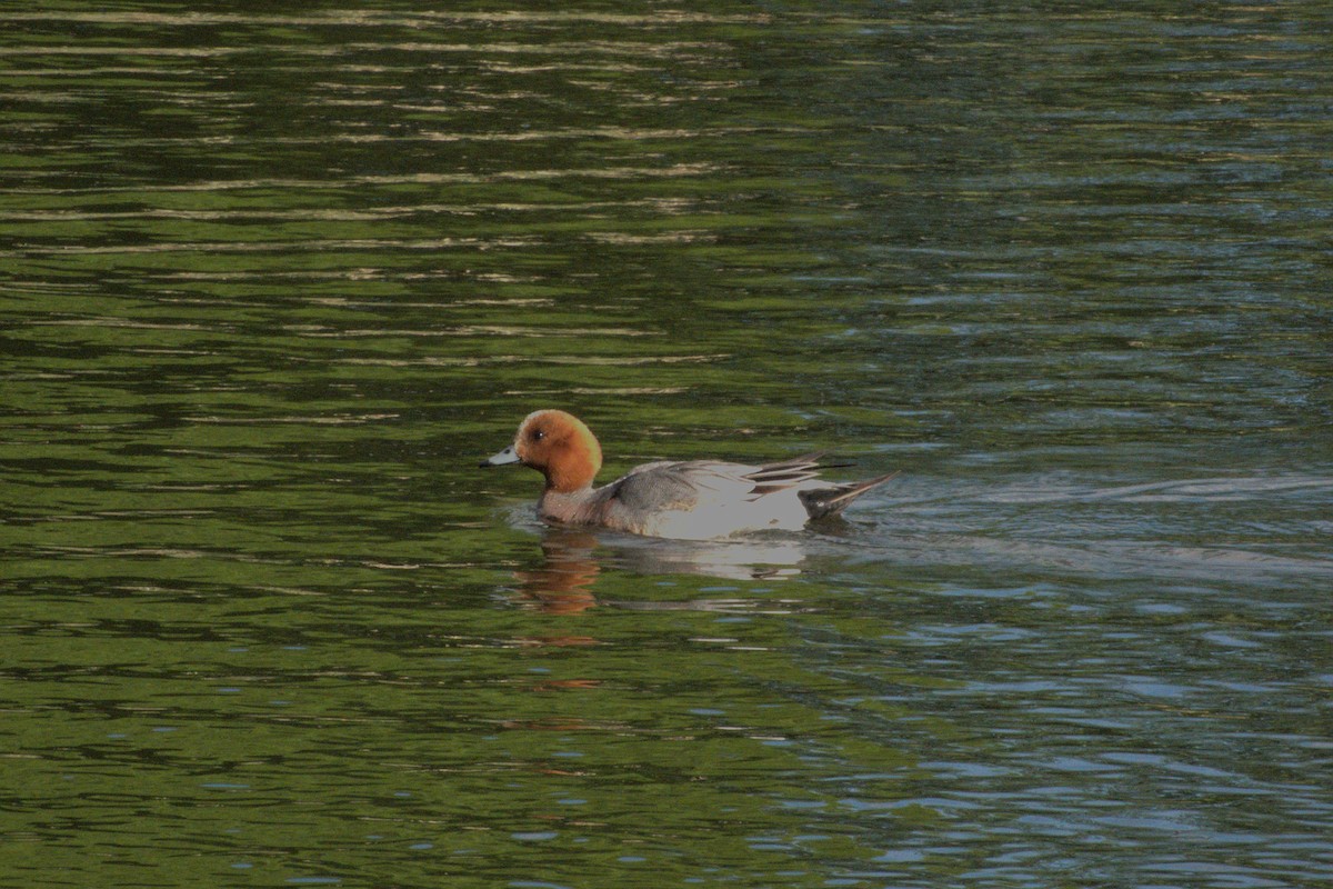 Eurasian Wigeon - ML620297185