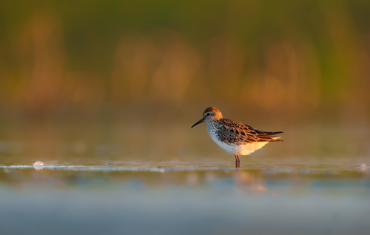 White-rumped Sandpiper - ML620297187