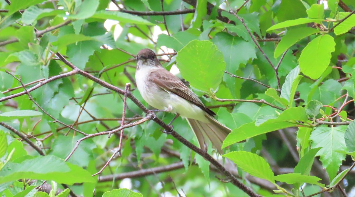 Eastern Phoebe - ML620297188