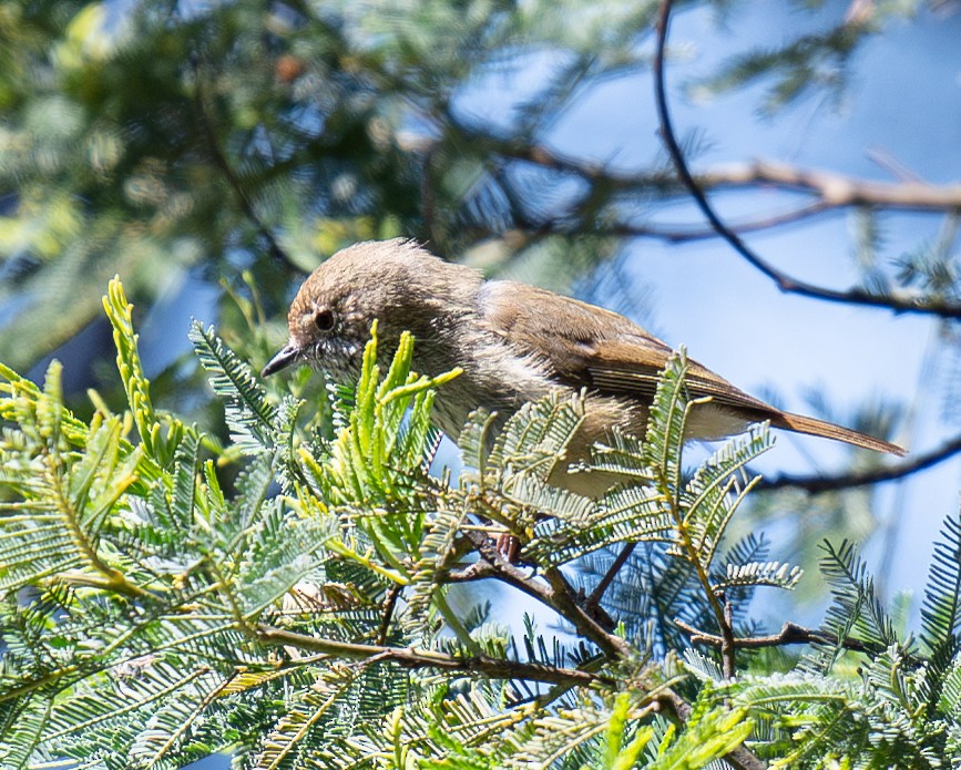 Brown Thornbill - ML620297192