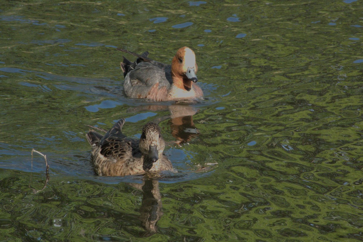 Eurasian Wigeon - ML620297193