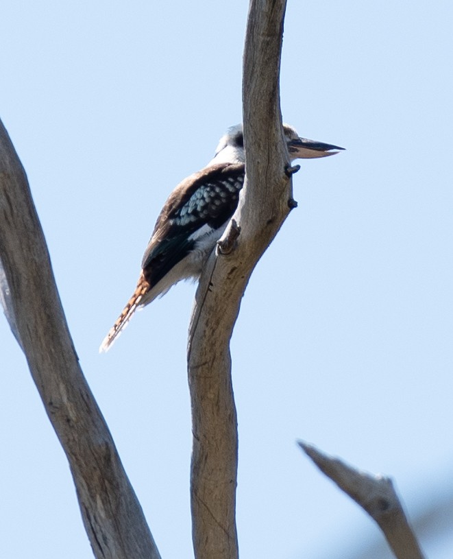 Laughing Kookaburra - ML620297196