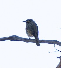 Yellow-faced Honeyeater - ML620297198