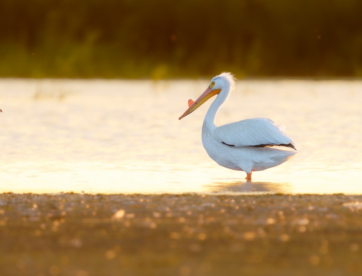 American White Pelican - ML620297201