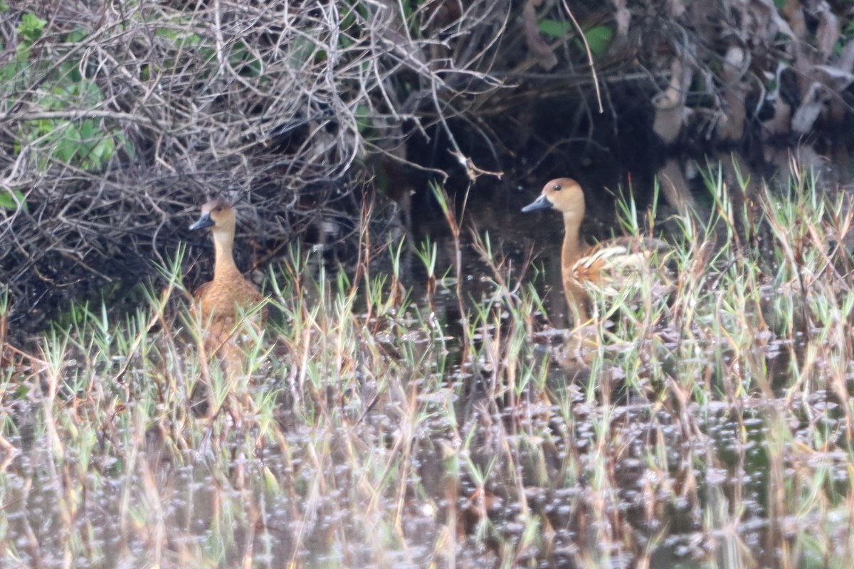 Wandering Whistling-Duck - ML620297207