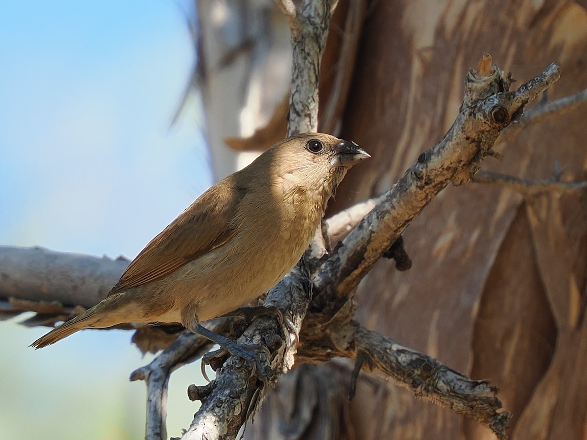 Scaly-breasted Munia - ML620297209