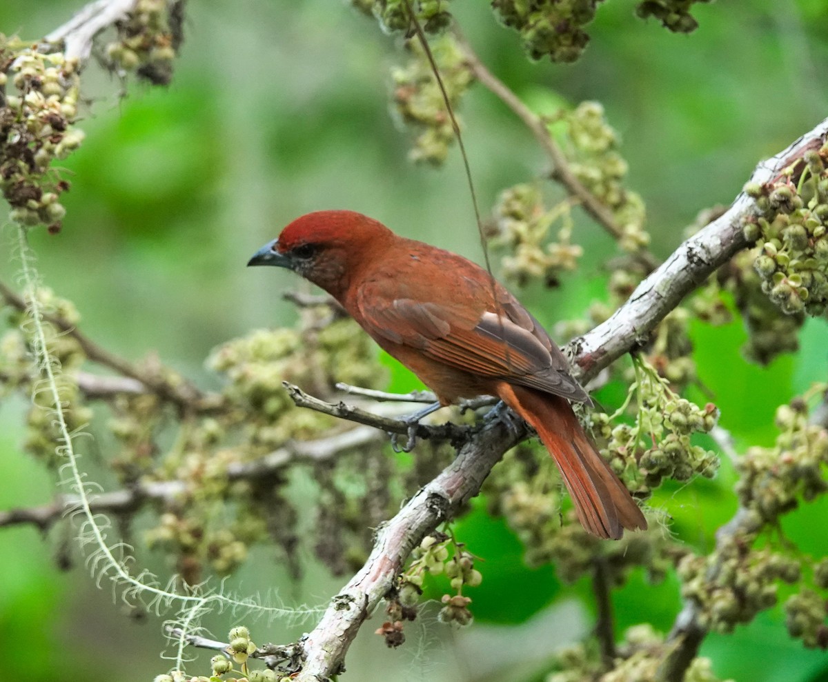 Hepatic Tanager - ML620297211