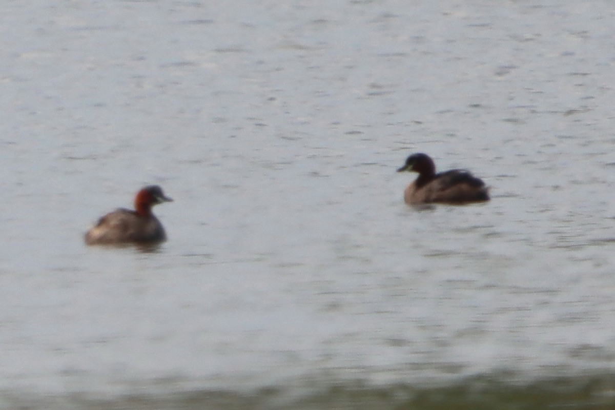 Little Grebe - ML620297215