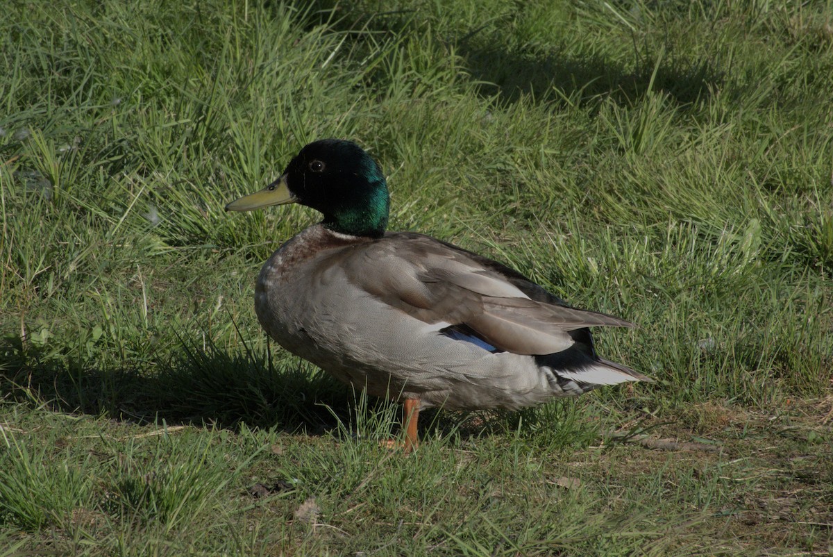 Mallard - ML620297216