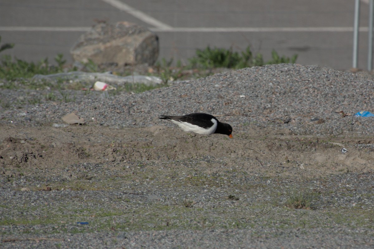 Eurasian Oystercatcher - ML620297224