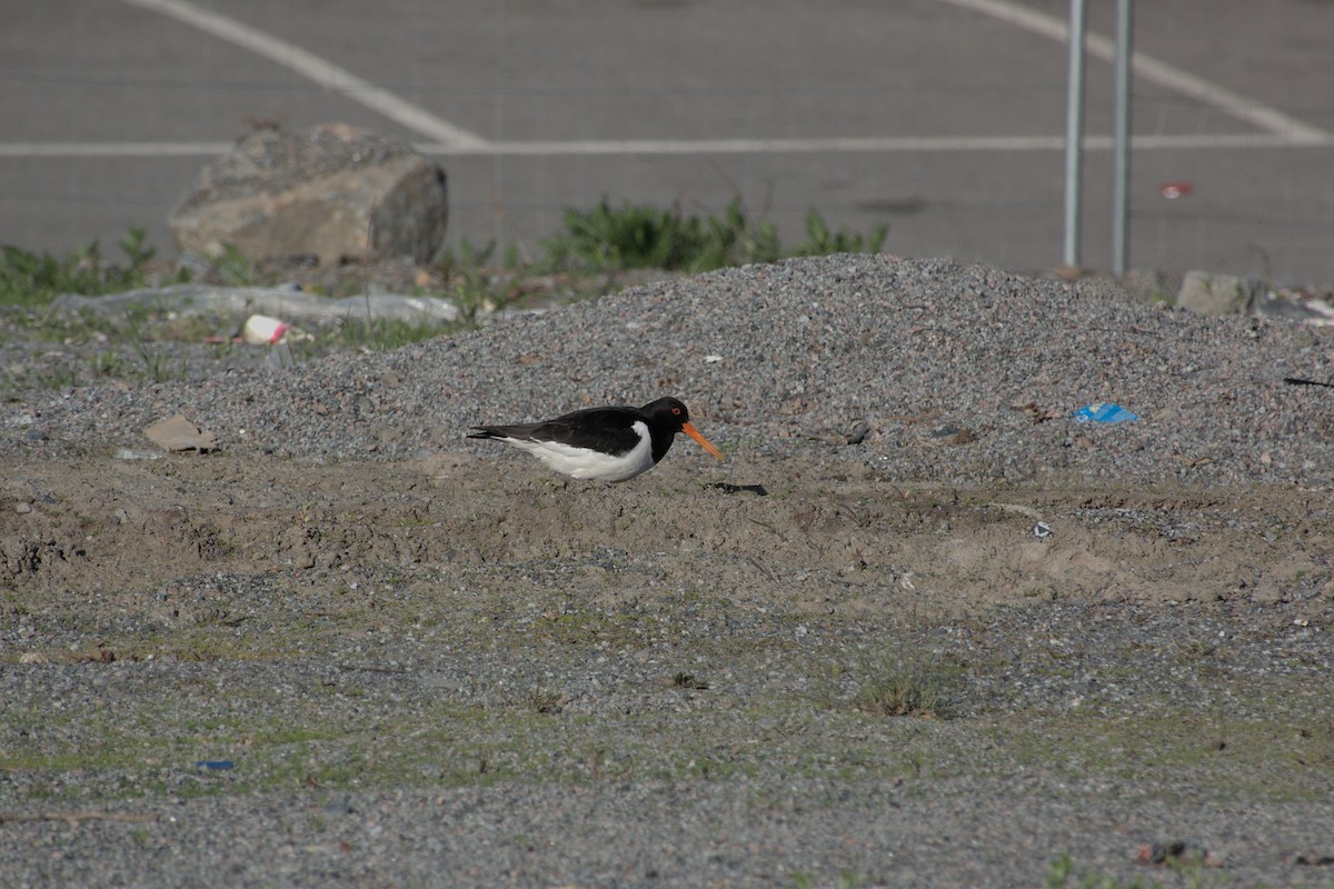 Eurasian Oystercatcher - ML620297225