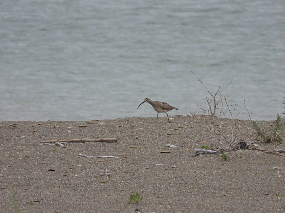 Regenbrachvogel - ML620297227