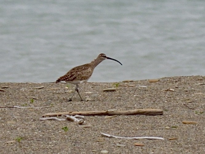 Whimbrel - ML620297228