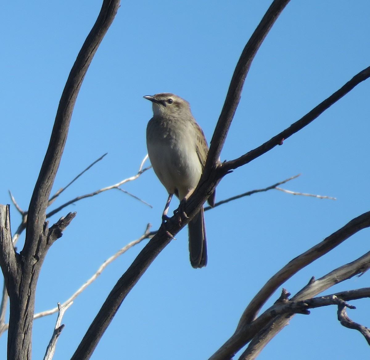 Rufous Songlark - Catherine Hirsch