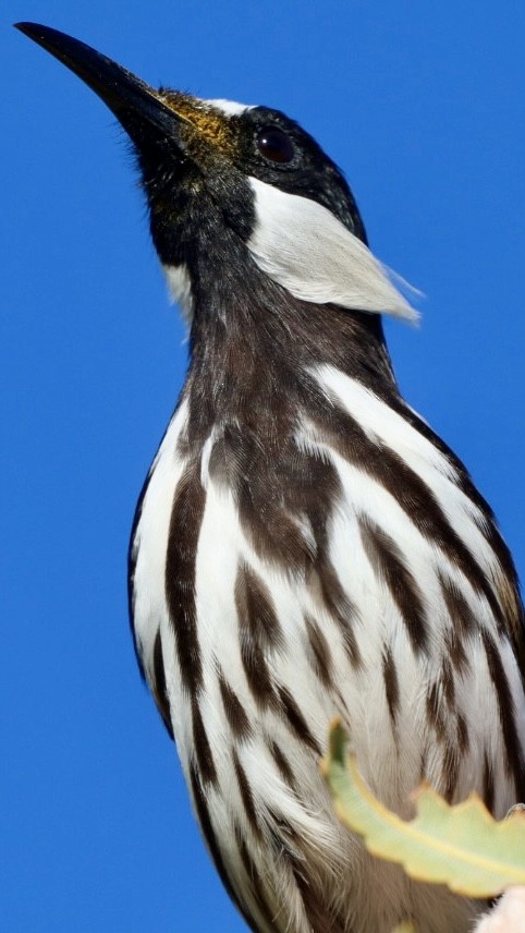 White-cheeked Honeyeater - ML620297231