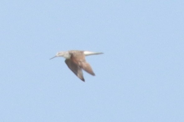 Common Greenshank - ML620297233