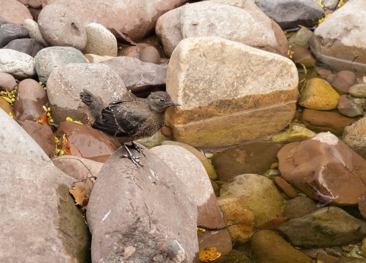 Brown Dipper - ML620297236