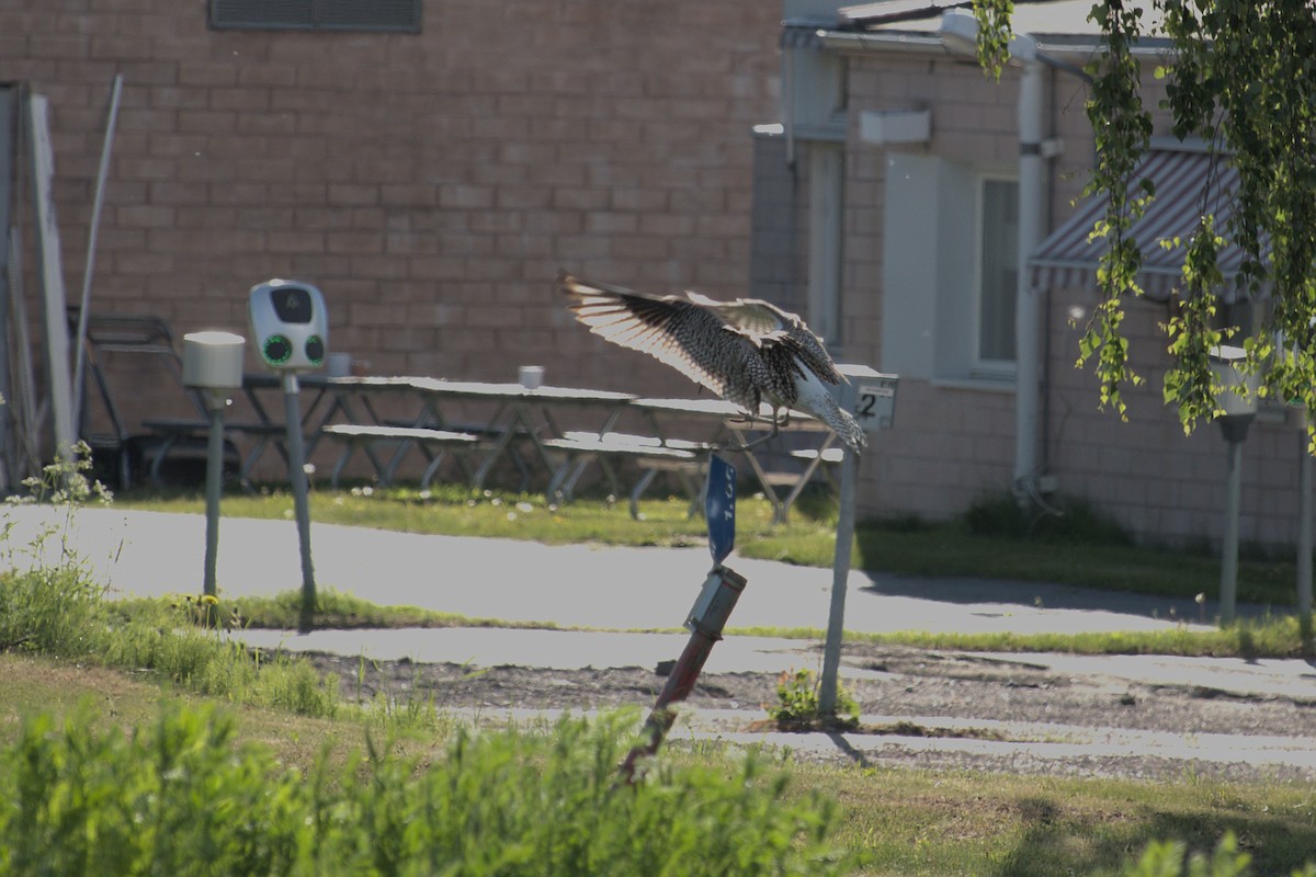 Eurasian Curlew - ML620297237