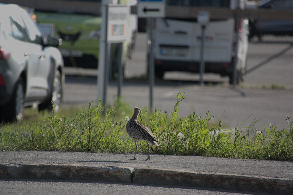 Eurasian Curlew - ML620297239