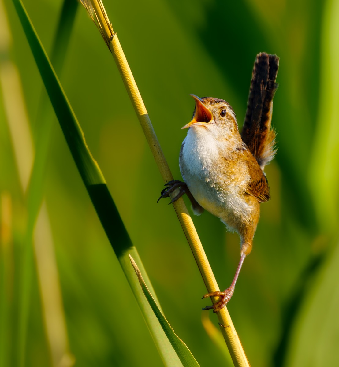 Marsh Wren - ML620297240