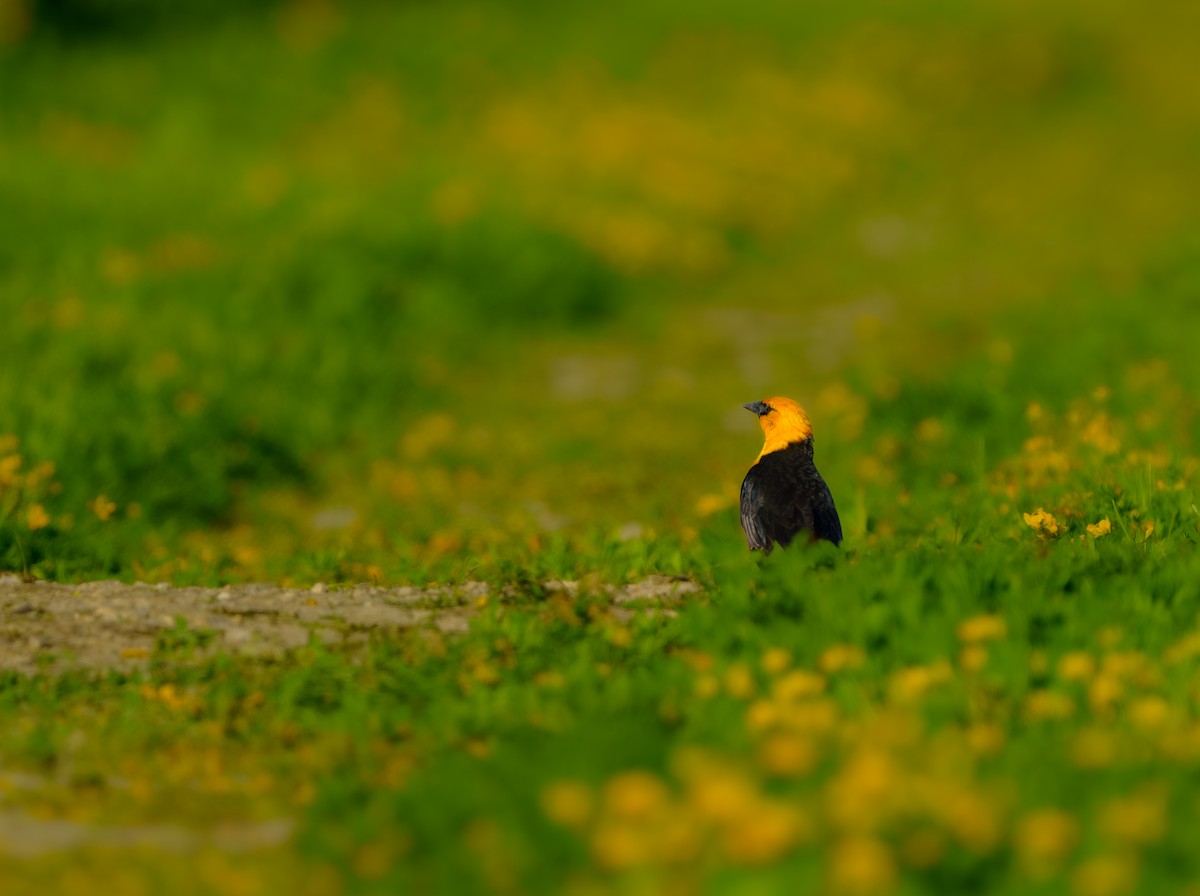 Yellow-headed Blackbird - ML620297244