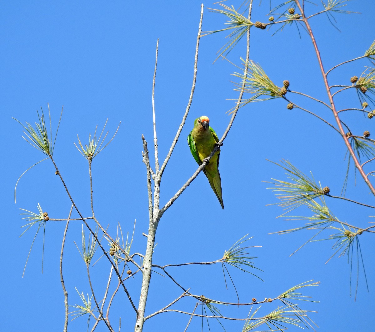 Aratinga Frentidorada - ML620297248