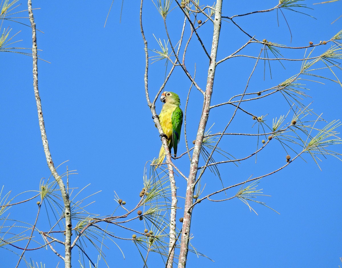 Peach-fronted Parakeet - ML620297249