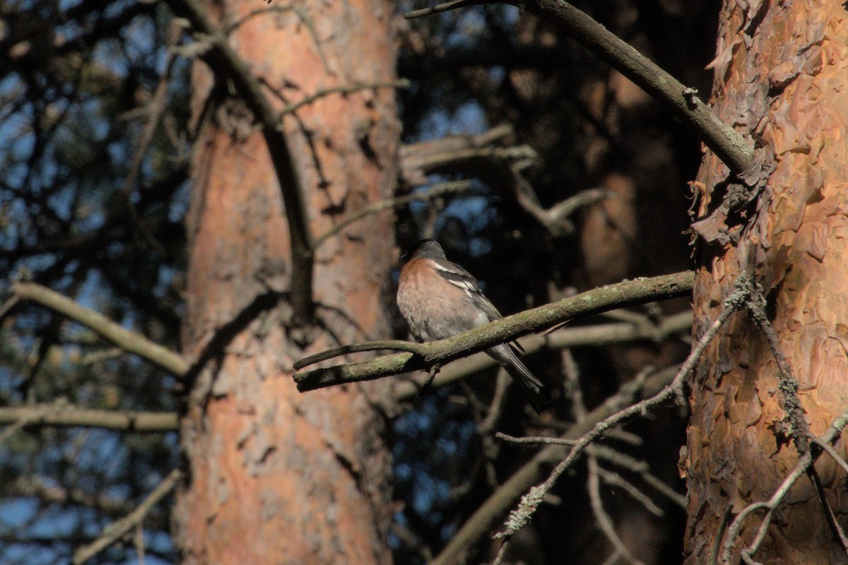 Common Chaffinch - ML620297252