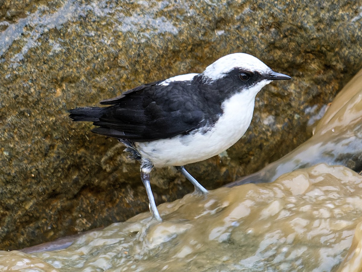 White-capped Dipper - ML620297255