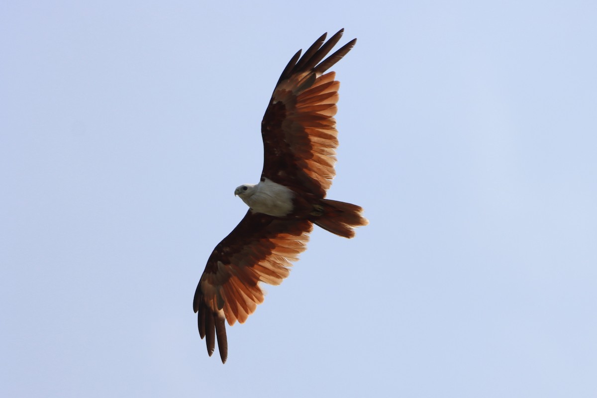 Brahminy Kite - ML620297256