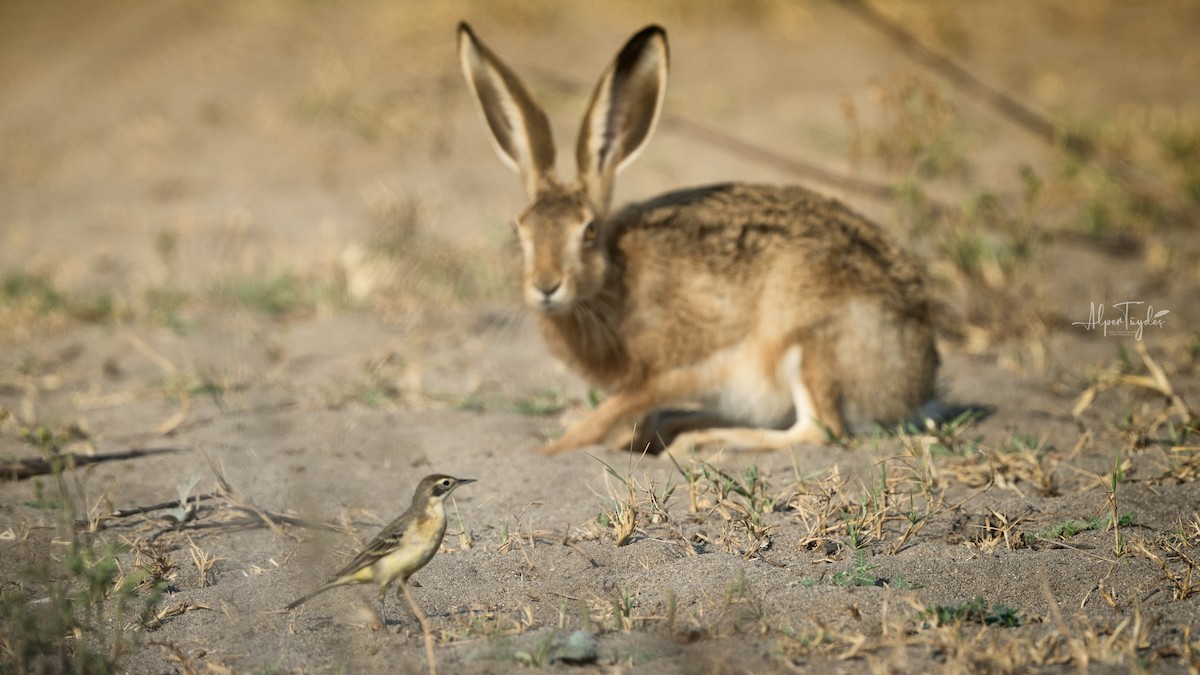 Western Yellow Wagtail - ML620297262