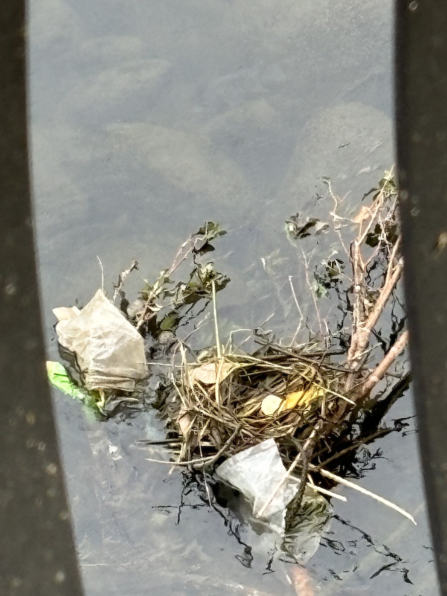 Eurasian Moorhen - ML620297264