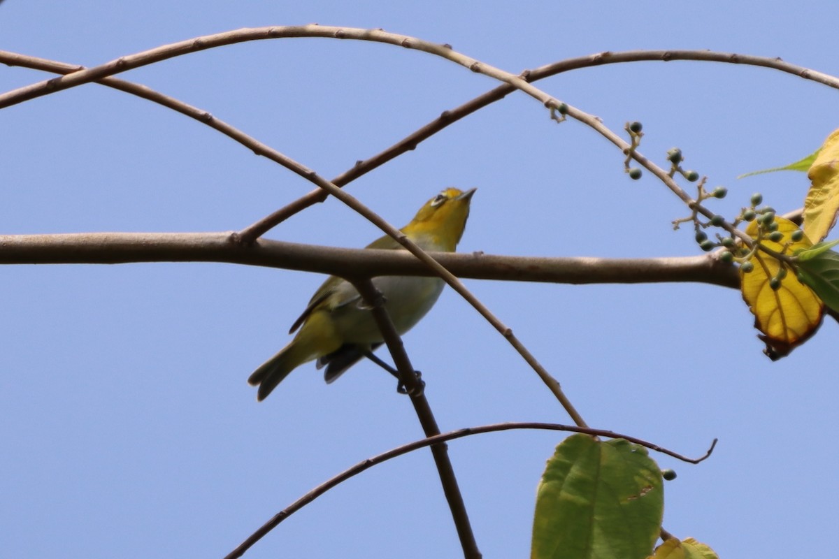 Zostérops des Philippines - ML620297267