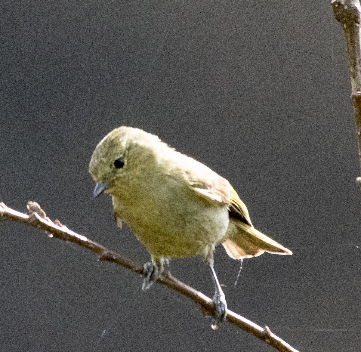 Yellow-browed Tit - ML620297275