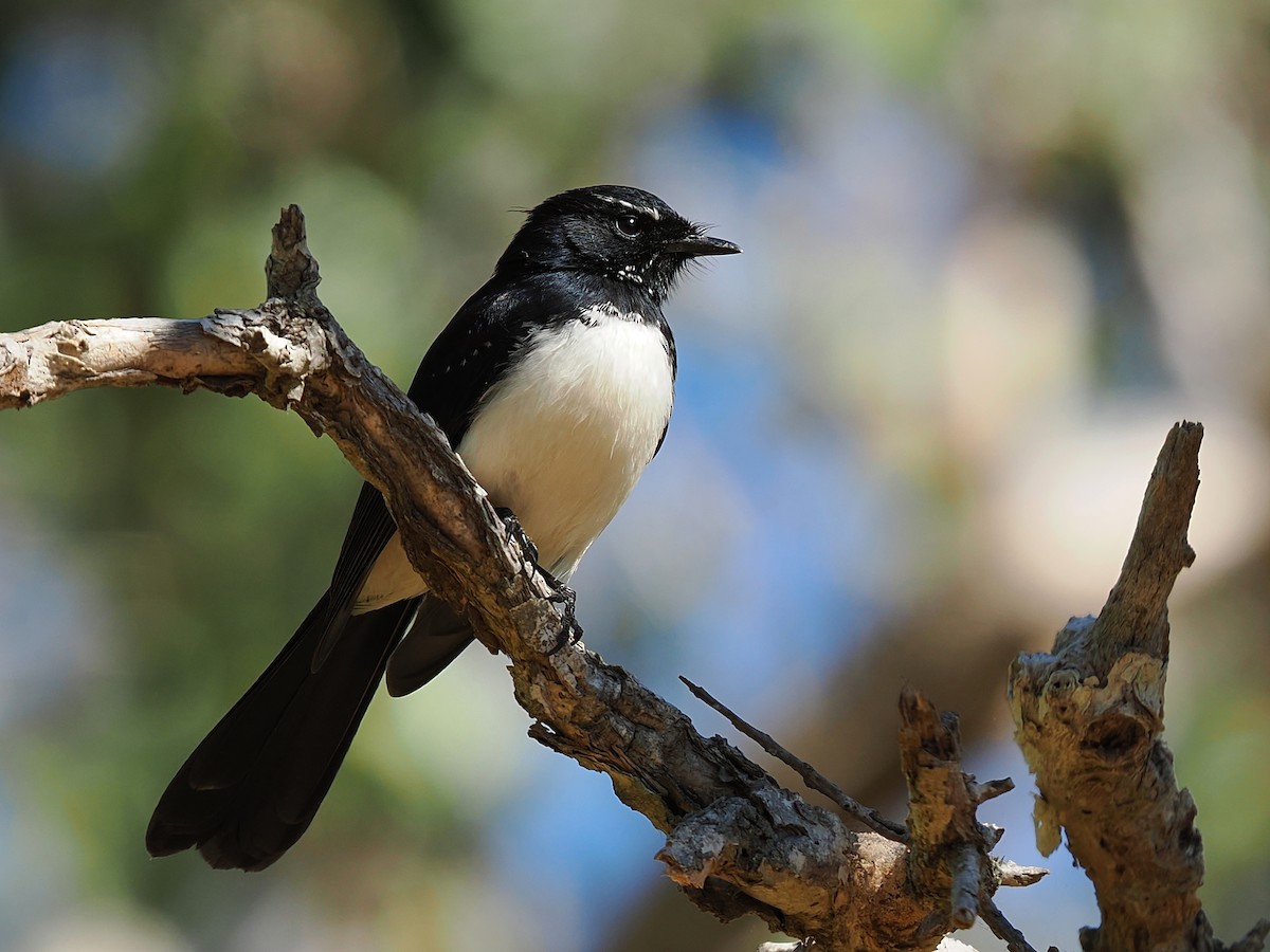 Willie-wagtail - ML620297276