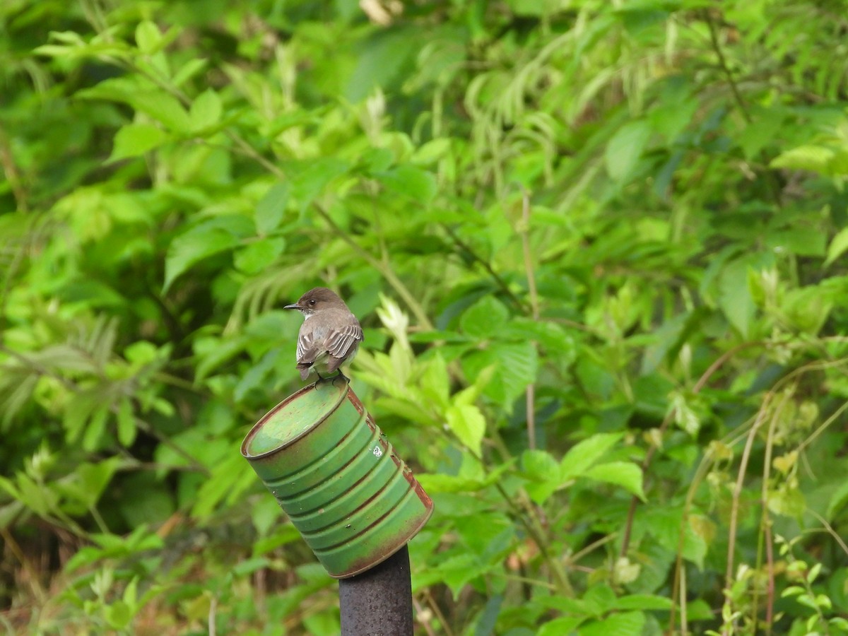 Eastern Phoebe - ML620297279