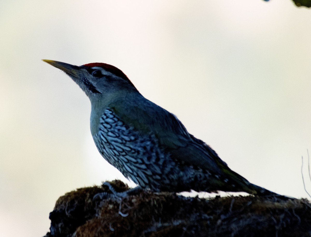 Scaly-bellied Woodpecker - ML620297284