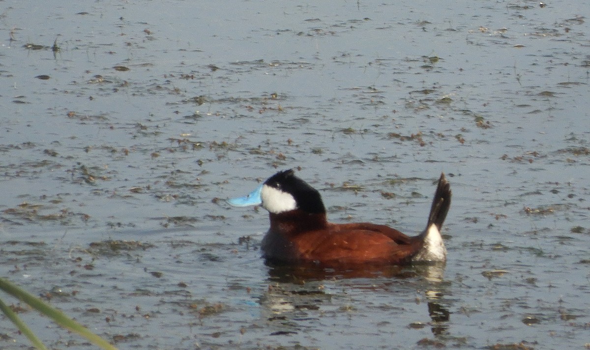 Ruddy Duck - ML620297287